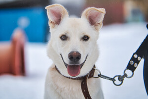 Собаки и кошки в добрые руки