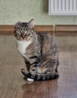 Собаки и кошки в добрые руки