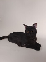 Собаки и кошки в добрые руки