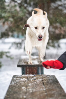 Собаки и кошки в добрые руки