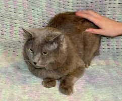 Собаки и кошки в добрые руки