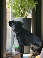 Собаки и кошки в добрые руки