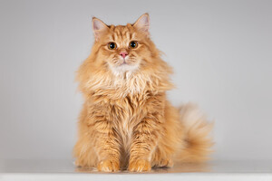 Собаки и кошки в добрые руки