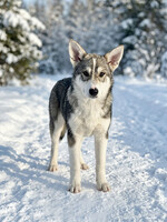 Собаки и кошки в добрые руки
