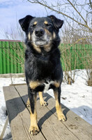 Собаки и кошки в добрые руки