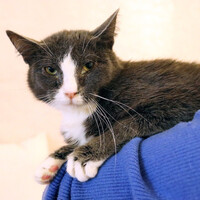 Собаки и кошки в добрые руки