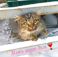 Собаки и кошки в добрые руки