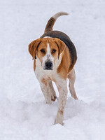 Собаки и кошки в добрые руки