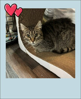 Собаки и кошки в добрые руки