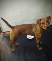 Собаки и кошки в добрые руки