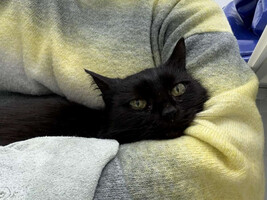 Собаки и кошки в добрые руки