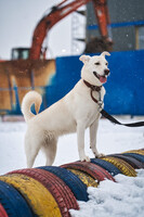 Собаки и кошки в добрые руки