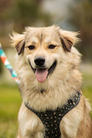 Собаки и кошки в добрые руки