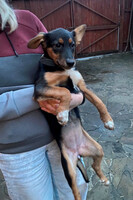 Собаки и кошки в добрые руки