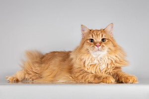 Собаки и кошки в добрые руки