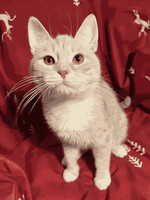 Собаки и кошки в добрые руки