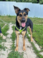 Собаки и кошки в добрые руки