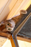 Собаки и кошки в добрые руки