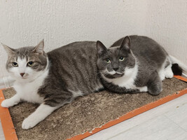 Собаки и кошки в добрые руки