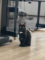 Собаки и кошки в добрые руки