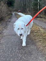 Собаки и кошки в добрые руки