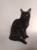 Собаки и кошки в добрые руки