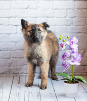 Собаки и кошки в добрые руки