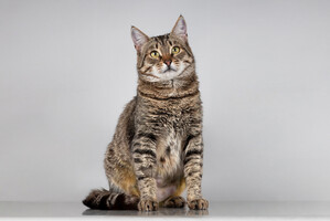 Собаки и кошки в добрые руки