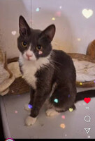 Собаки и кошки в добрые руки