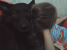 Собаки и кошки в добрые руки