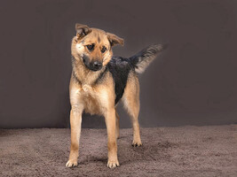 Собаки и кошки в добрые руки