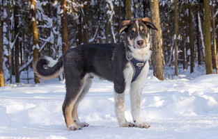 Собаки и кошки в добрые руки