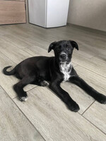 Собаки и кошки в добрые руки