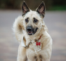 Собаки и кошки в добрые руки