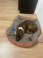 Собаки и кошки в добрые руки