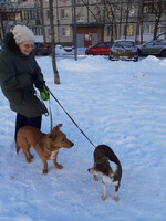 Собаки и кошки в добрые руки