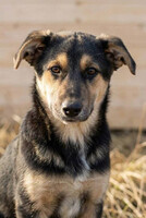 Собаки и кошки в добрые руки