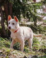 Собаки и кошки в добрые руки