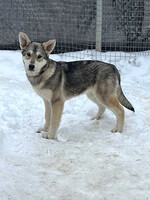 Собаки и кошки в добрые руки