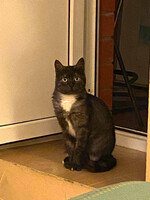 Собаки и кошки в добрые руки