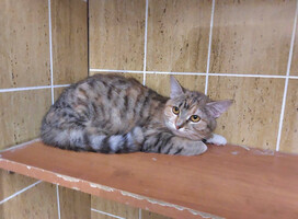 Собаки и кошки в добрые руки