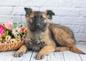 Собаки и кошки в добрые руки