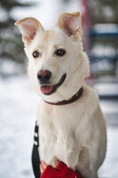 Собаки и кошки в добрые руки