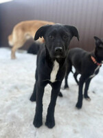 Собаки и кошки в добрые руки