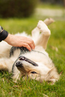 Собаки и кошки в добрые руки