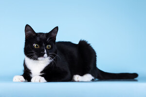 Собаки и кошки в добрые руки