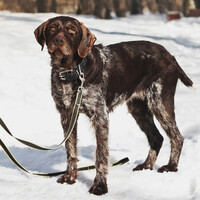 Собаки и кошки в добрые руки