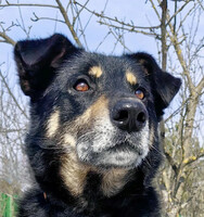 Собаки и кошки в добрые руки