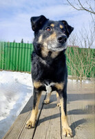 Собаки и кошки в добрые руки