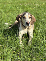 Собаки и кошки в добрые руки